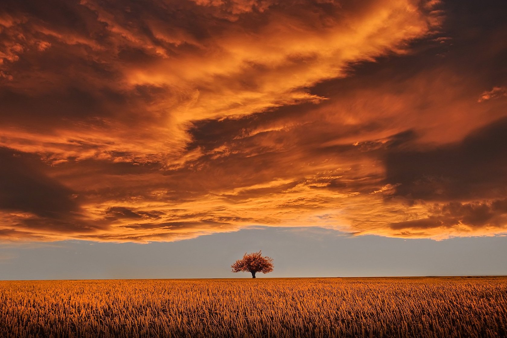 фотографія дерева серед поля з темними хмарами
